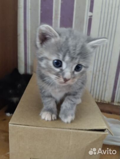 Кошка в дар