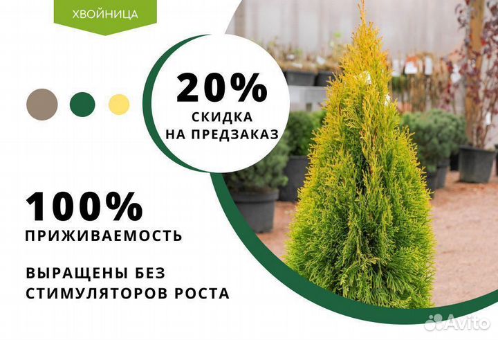 Туя в ассортименте Смарагд,Брабант,Колумна 1,5-1,8