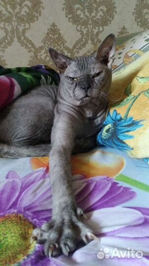 Сфинкс вязка