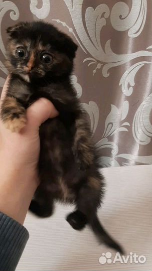 Шотландская вислоухая кошка бесплатно