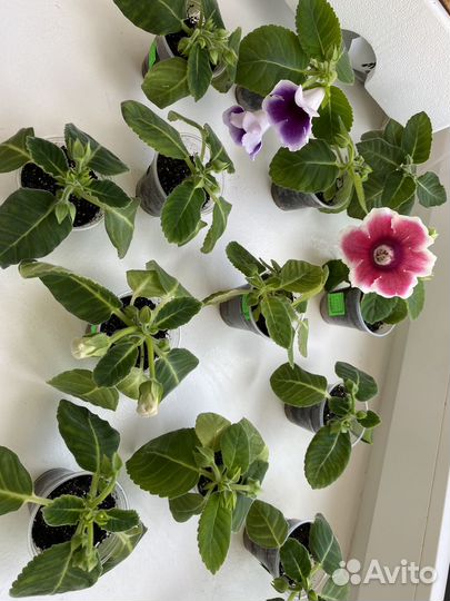 Глоксиния детки