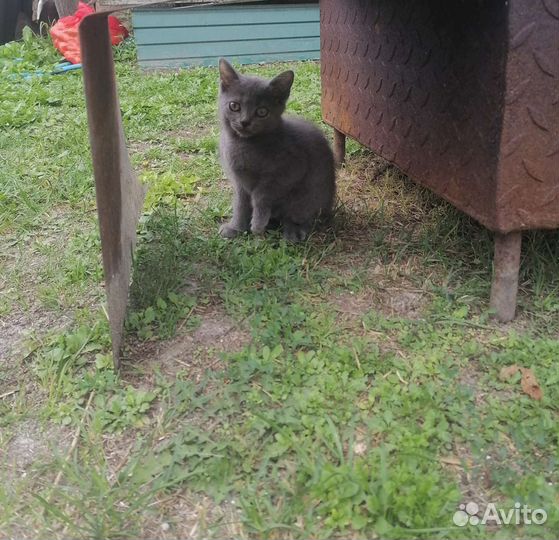 Британские котята