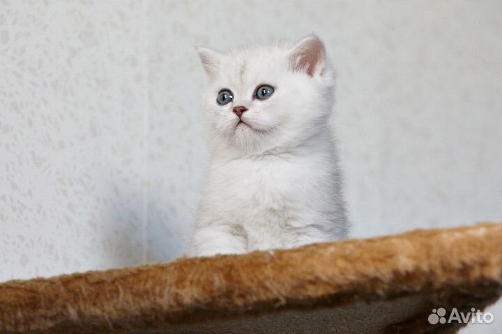 Британские котята серебристые шиншиллы