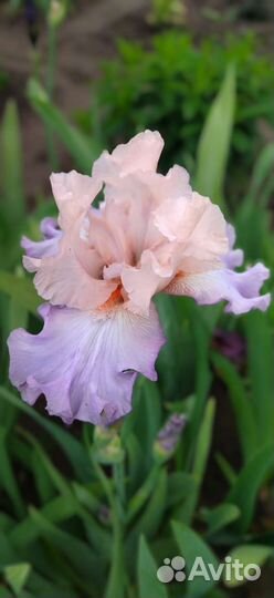Ирисы бородатые сортовые