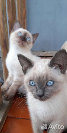 Отдам котят в надёжные руки