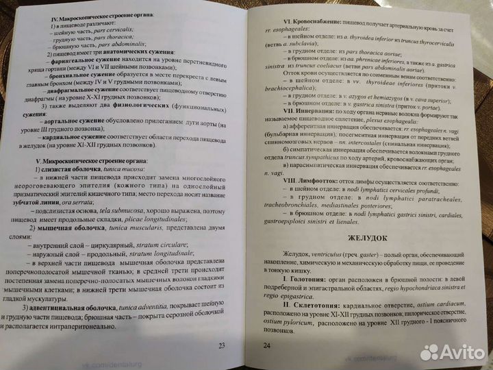 Анатомия органов пищеварительной системы