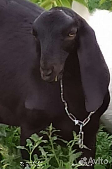 Козел, козы камори