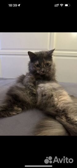 Отдам в добрые руки