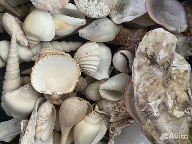 Морские ракушки раковины со сколами