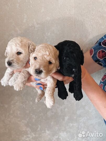 Щенки карликового пуделя