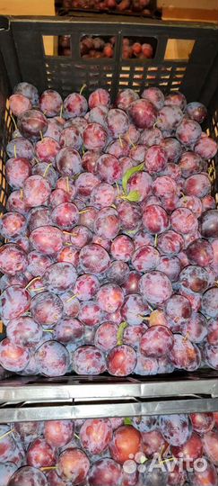 Слива синяя