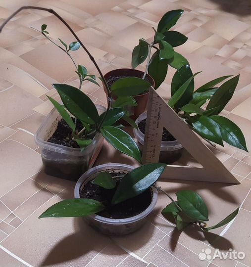 Хойя (восковой плющ)