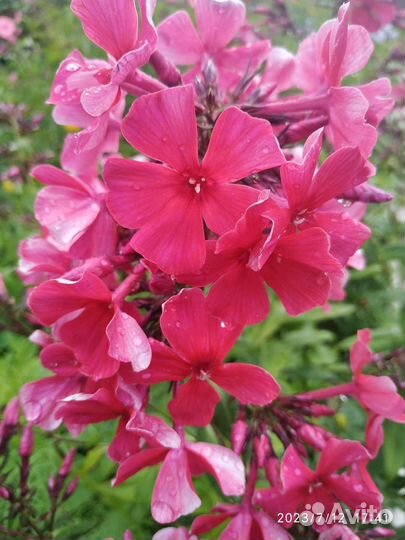 Флоксы (обмен на другой сорт)