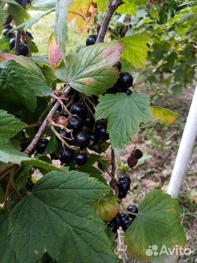 Черная смородина ягода