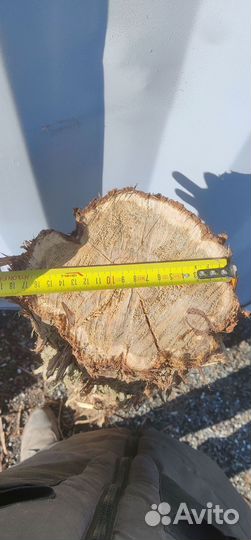 Бревна можжевельника все размеры