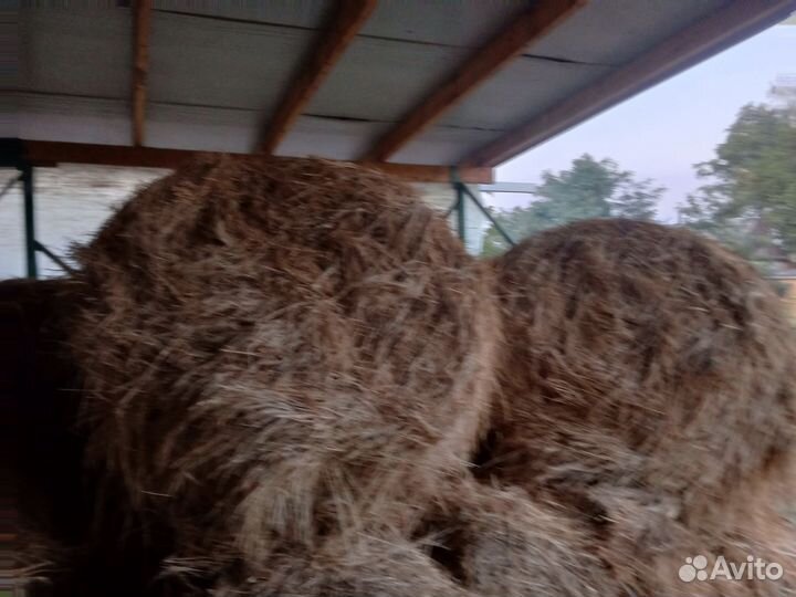 Продам сено в рулонах