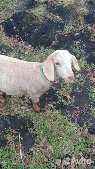 Продам козу