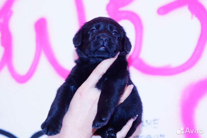 Щенки лабрадора