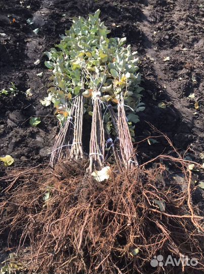 Саженцы плодовых деревьев