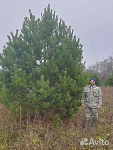 Саженцы сосны, ели, пихты, туя, береза