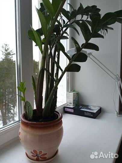 Замиокулькас