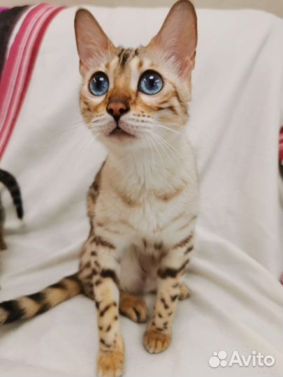 Бенгальские котята