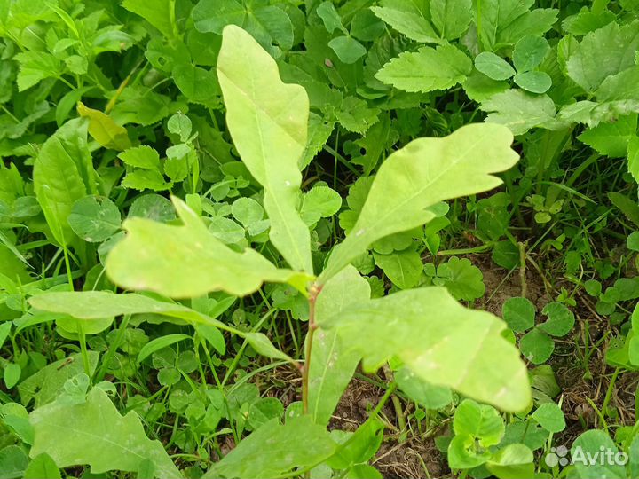 Саженцы дуба и орешки каштана