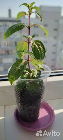 Продажа черенков фуксий