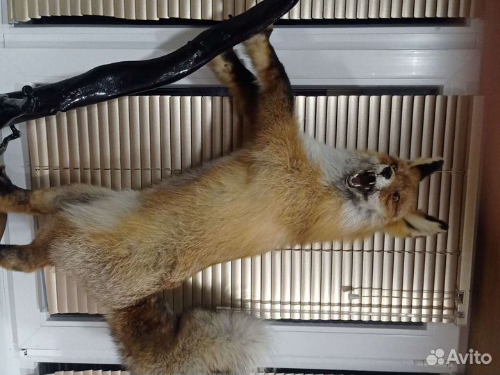 Чучело лисы