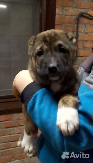 Среднеазиатская овчарка алабай щенки