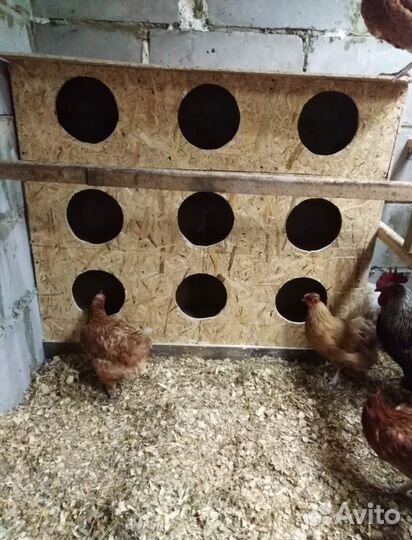 Гнездо для кур несушек