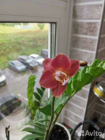 Орхидея фаленопсис сорт Горизонт