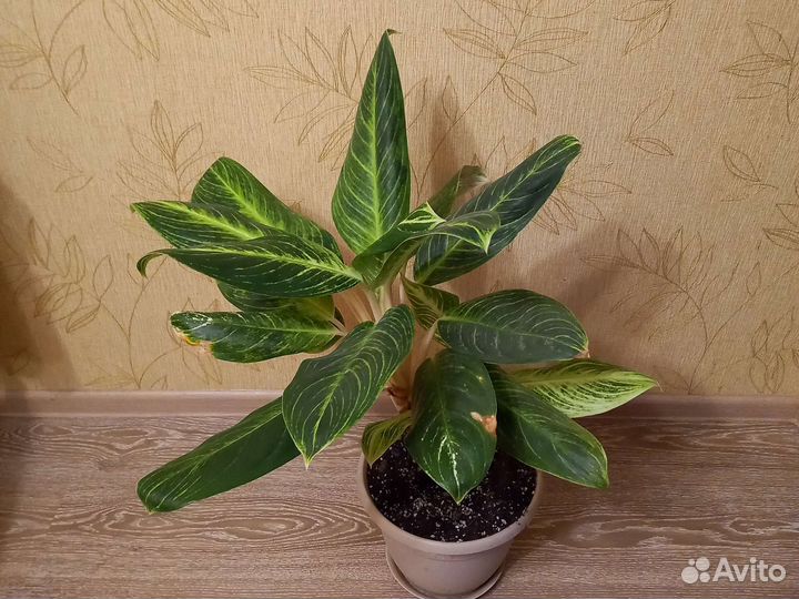 Аглаонема Key Lime