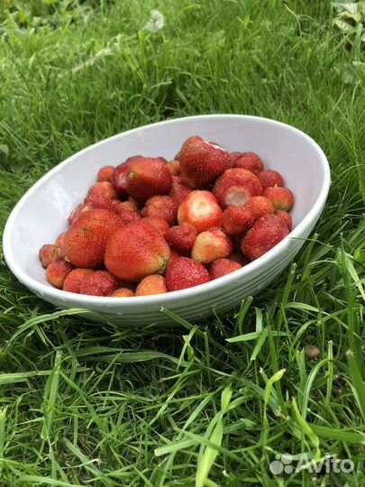 Усы земляники садовой, клубники