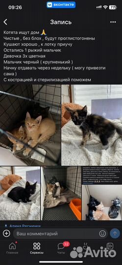 Котенок