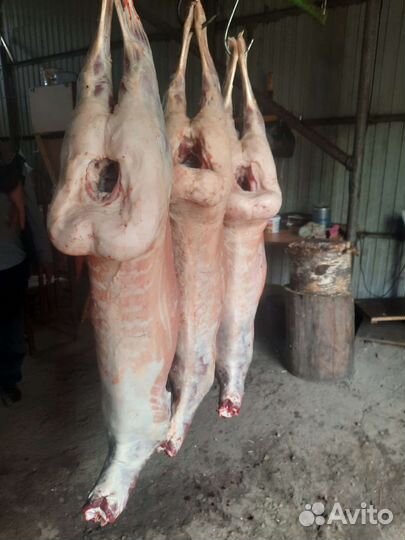 Бараны на мясо баранина