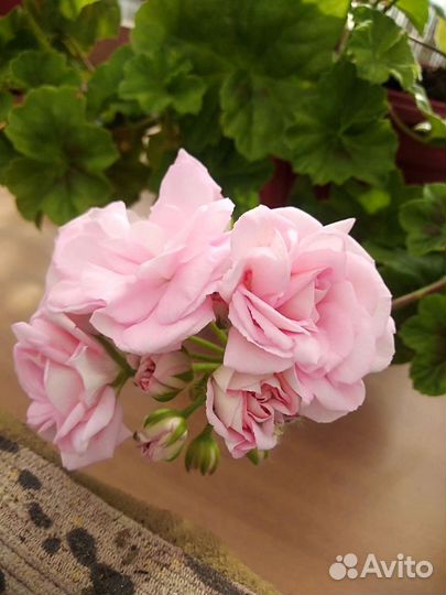 Пеларгония (герань) Millfield Rose