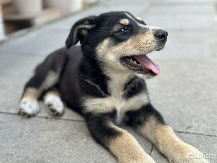 Алиса 2 месяца