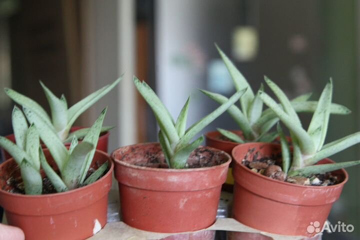 Суккуленты