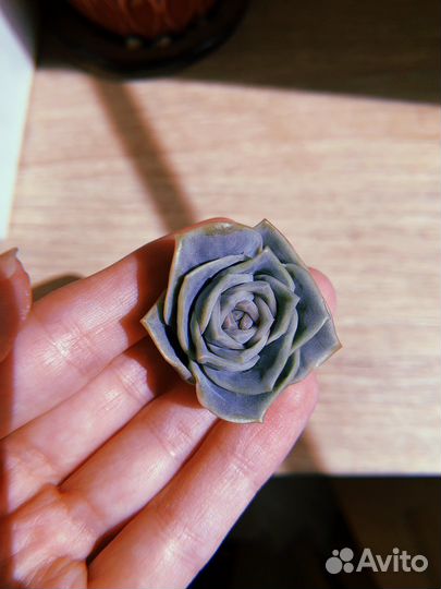 Суккуленты часть 3