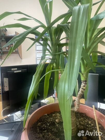 Юкка пальма