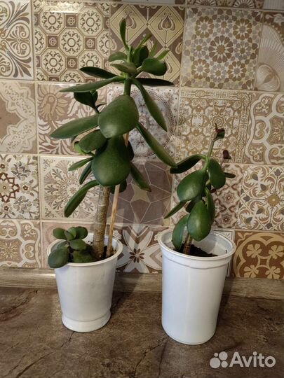 Комнатные цветы крассула толстянка денежное дерево