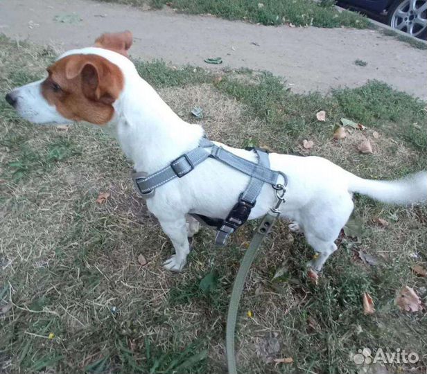 Выгул собак