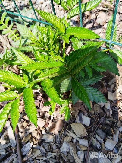 Тибетская малина саженцы