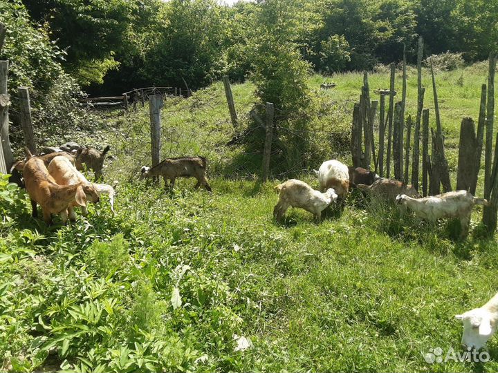 Продам козла и козлят