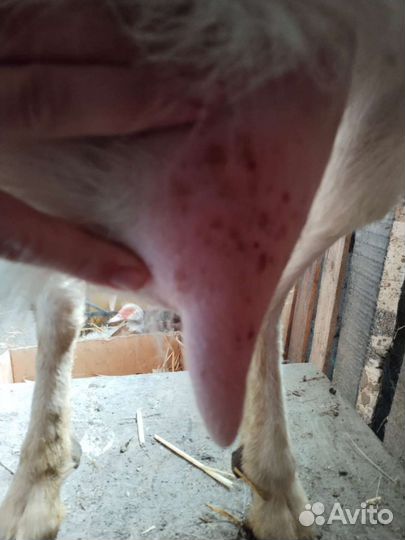 Продам козу