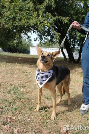 Собака в добрые руки отдам бесплатно