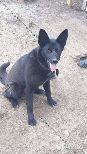 Метис овчарки в добрые руки