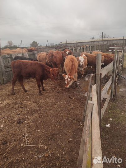 Бык телята