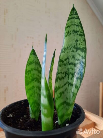 Сансевиерия высокорослая